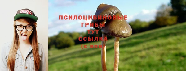 ГАЛЛЮЦИНОГЕННЫЕ ГРИБЫ Вязники